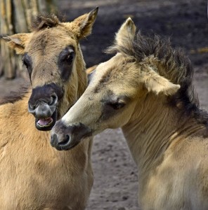 Koniki polskie, Florianka