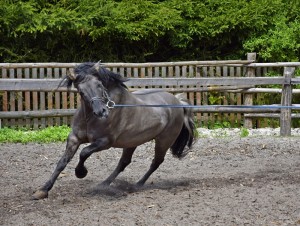 Koniki polskie, Florianka