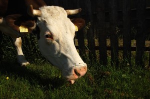 Fot. Agnieszka Chodakowska