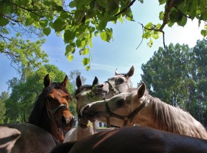 Fot. Agnieszka Chodakowska