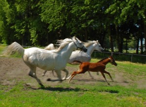 Fot. Agnieszka Chodakowska
