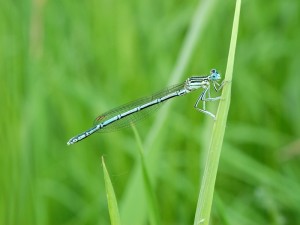 Fot. Agnieszka Chodakowska