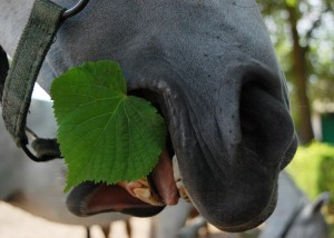 Fot. Agnieszka Chodakowska