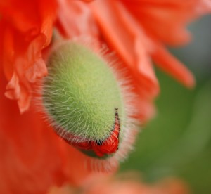 Fot. Agnieszka Chodakowska