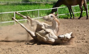 Fot. Agnieszka Modrzejewska