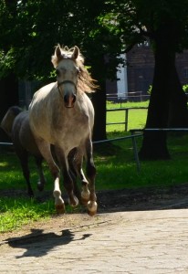 Fot. Agnieszka Modrzejewska