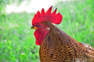 Fot. Agnieszka Modrzejewska