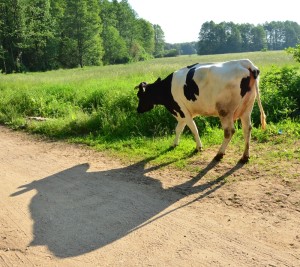 Fot. Agnieszka Modrzejewska