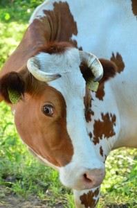 Fot. Agnieszka Modrzejewska