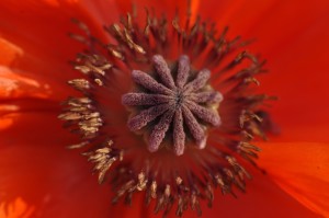 Fot. Jolanta Golinowska