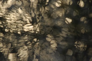 Fot. Jolanta Golinowska