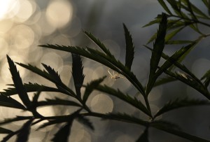 Fot. Jolanta Golinowska