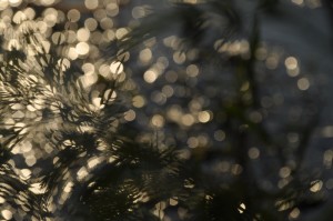 Fot. Jolanta Golinowska