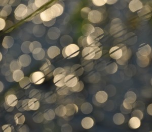 Fot. Jolanta Golinowska