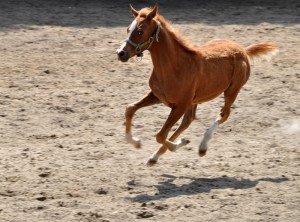 Fot. Jolanta Golinowska