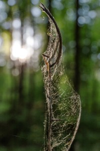 Fot. Justyna Ostrowska