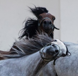 Fot. Justyna Ostrowska