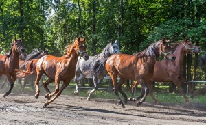 Fot. Justyna Ostrowska