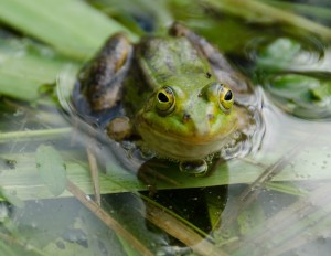 Fot. Karolina Bekker