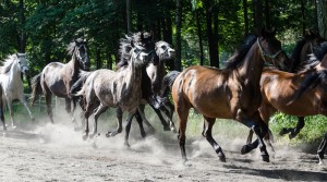 Fot. Karolina Bekker