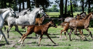 Fot. Karolina Bekker