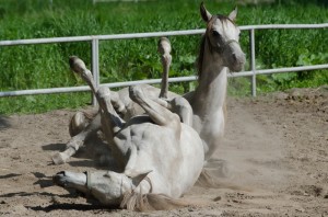 Fot. Karolina Bekker