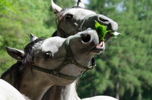 Fot. Karolina Bekker