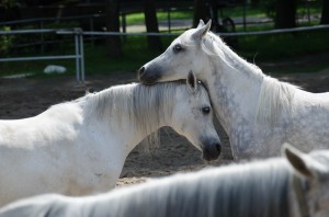 Fot. Karolina Bekker