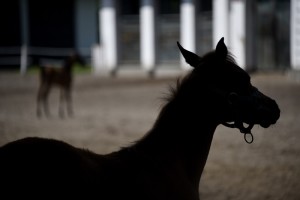 Fot. Renata Zwięglińska