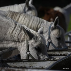 Fot. Renata Zwięglińska