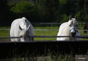 Fot. Renata Zwięglińska