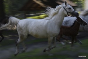 Fot. Renata Zwięglińska