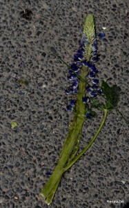 Fot. Renata Zwięglińska