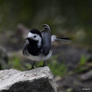 Fot. Renata Zwięglińska