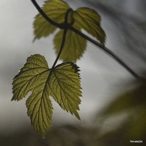 Fot. Renata Zwięglińska