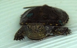 żółw błotny Poleski Park Narodowy