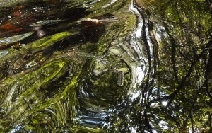 Poleski Park Narodowy