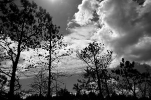 Poleski Park Narodowy