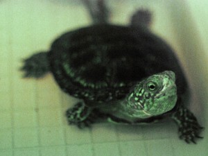 żółw błotny Poleski Park Narodowy