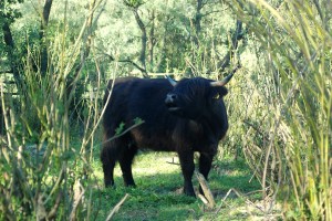 krowy szkockie highlander