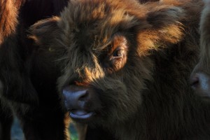 krowy szkockie highlander