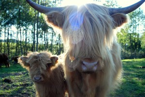 krowy szkockie highlander