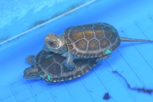 żółw błotny Poleski Park Narodowy