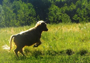 krowy szkockie highlander