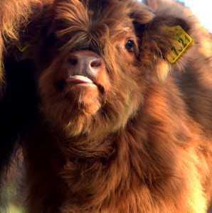 krowy szkockie highlander