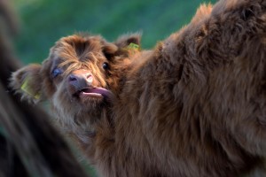 krowy szkockie highlander