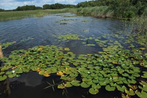 Poleski Park Narodowy