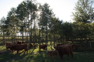 krowy szkockie highlander