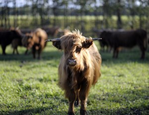 krowy szkockie highlander