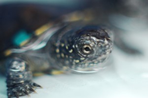 żółw błotny Poleski Park Narodowy